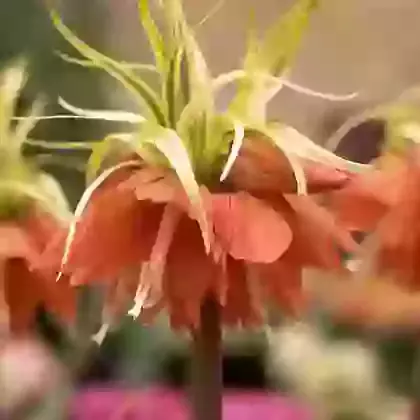 Imperialis Aureomarginata